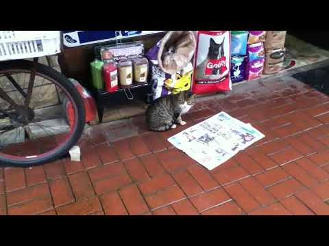 Istanbul cat steals food