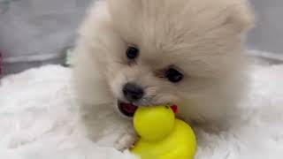 ポメラニアンの動画01