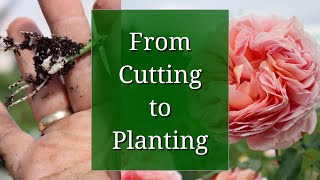 From Cutting to Planting: Full Propagation Timeline