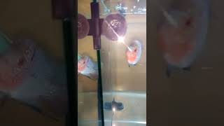 preview picture of video '#Flowerhorn fishes # beautiful'