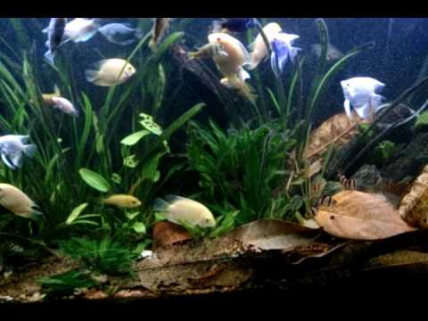 momma fish hiding babies...tank in action.