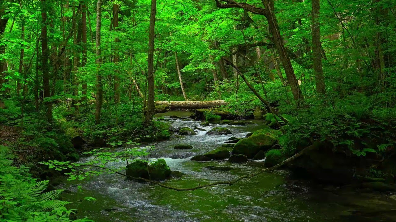 【川のせせらぎ】森の中を流れる清らかな水音ASMR【睡眠/集中/リラックス】