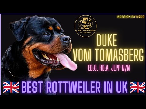 DUKE VOM TOMASBERG 🔥| BEST ROTTWEILER UK🇬🇧 |DESIGN BY K9DC