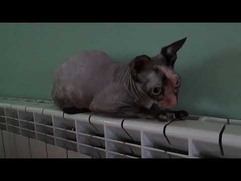 Funniest Sphynx Cat 🐱 Best Funny Video Sphynx Cat