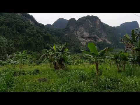 Over 10 Rai of Land for Sale with Rubber Plantation in Khao Thong, Krabi