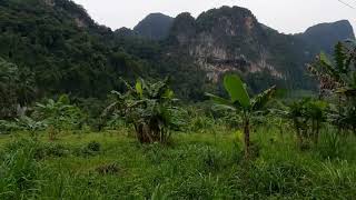 Over 10 Rai of Land for Sale with Rubber Plantation in Khao Thong, Krabi