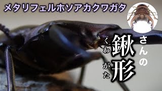 わたくわさんから届いたクワガタがカッコ良い‼︎ 「メタリフェルホソアカクワガタ」