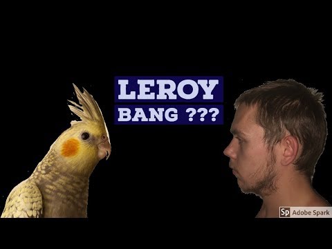 4ONS vlog #3 'bang voor de vogel ???