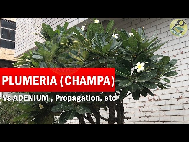 Pronúncia de vídeo de Apocynaceae em Inglês