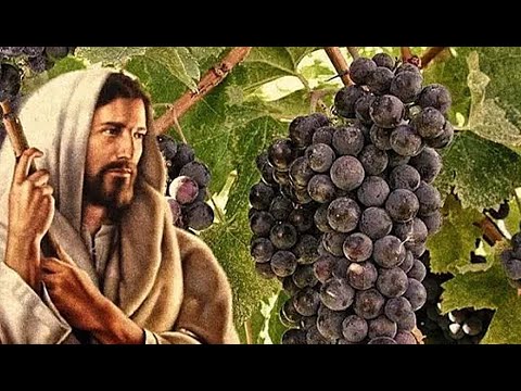 I AM THE VINE - Jesus Explained The TRUTH About Himself