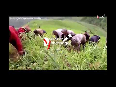 Yimchunger folks ploughing paddy field with their alluring folk song | Discover Yimchunger