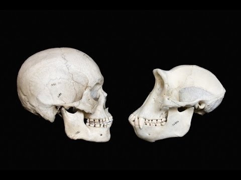 A thumbnail for: 6. Early humans