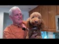 Play Video: Dog Training with Lifetime Support: Sandy the Goldendoodle