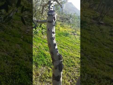 Rezidba maslina ili kako to ne raditi