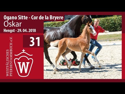 031 Oskar  HF Ogano Sitte - Cor de la Bryere