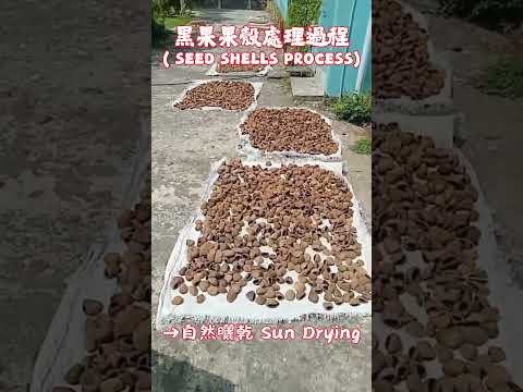 黑果果殼處理過程~ 嚴謹處理 手作DIY工藝材料Natural panji Shells Eco-Friendly DIY Craft Material Handmade Supply #自然屋精品