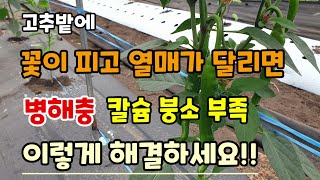 고추에 꽃이피고 열매가 달리면 고추병해충 칼슘. 붕소 부족현상 이렇게 해결해세요