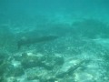 Barracuda Attacks Person