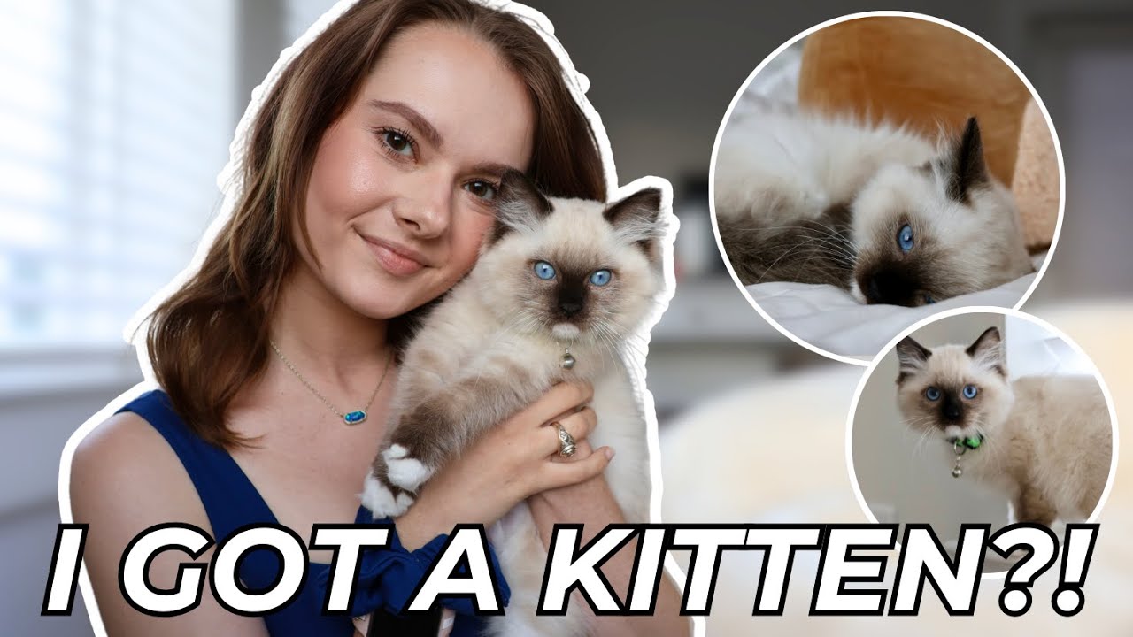I GOT A KITTEN?! | Meeting My New Kitten in Austin, Cat Supplies Haul, Shopping for Cat Essentials