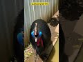 southern cassowary (Casuariu #shorts #viral