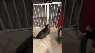 Video preview image #1 Gerberian Shepsky Puppy For Sale in Corona, CA, USA