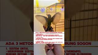 Download lagu pancingan suara burung sogok ontong #kicauburunglovebird #burung #mangkicauoffecial #kicaumania mp3