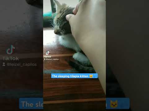 #fyp #foryourpage #kitten #sleeping #tilapiakitten
