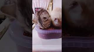 Download lagu #buhayofwksa my cat bea king eat together #lovercat#lifepetcatksa##shortvideo#lelozelmbata mp3 Download lagu #buhayofwksa my cat bea king eat together #lovercat#lifepetcatksa##shortvideo#lelozelmbata mp3