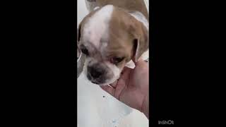 Video preview image #1 Shih Tzu Puppy For Sale in Seattle, WA, USA