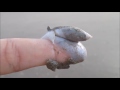 Carnivorous Sea Snail Tries To Eat Human Finger!