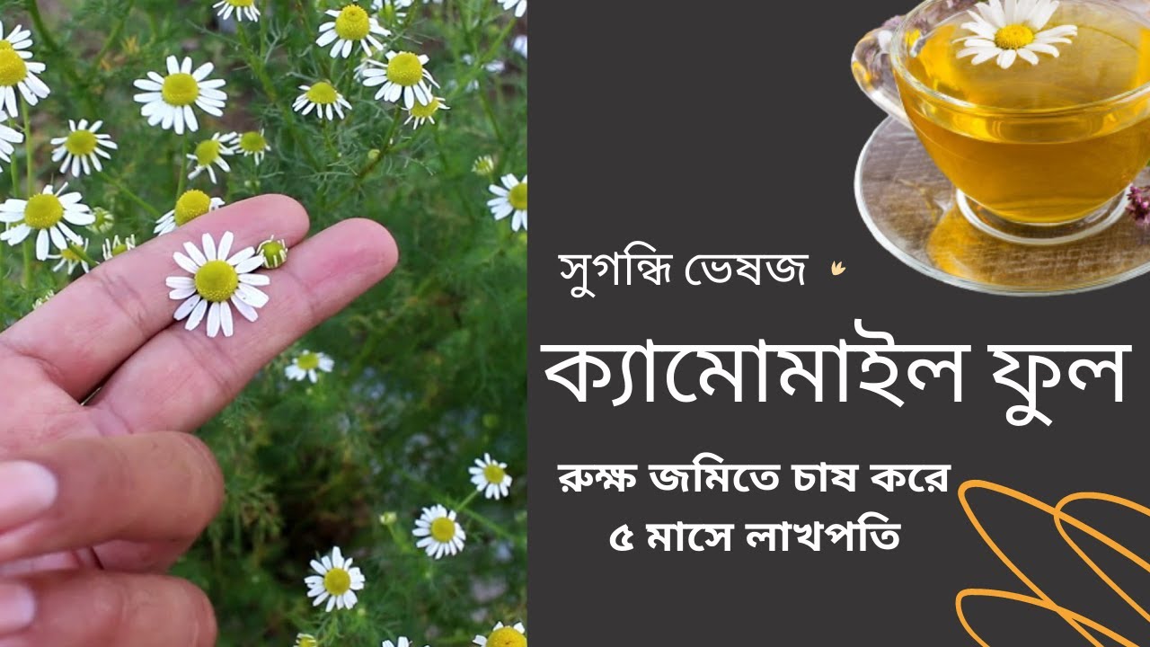 ক্যামোমাইল ফুল চাষ করে ৫ মাসে লক্ষ টাকা | Cultivation of Chamomile | Aromatic Herbs in Jhargram