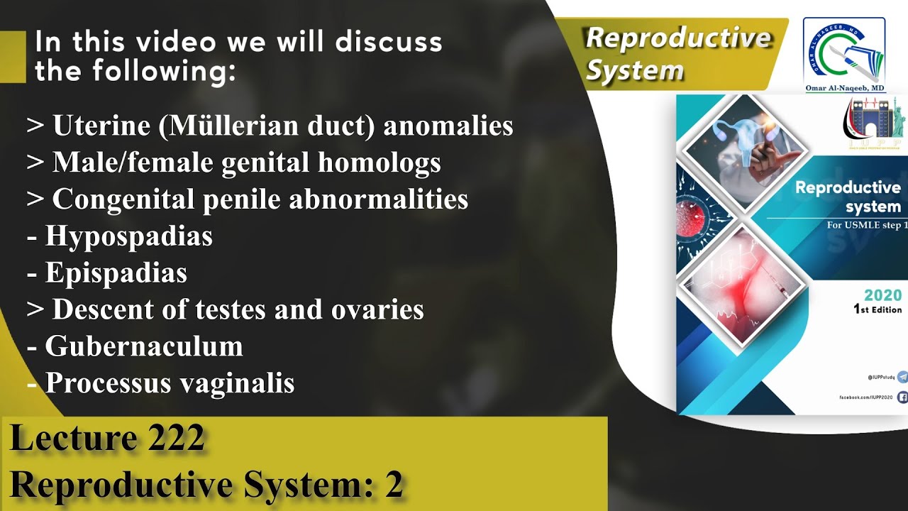 Uterine (Müllerian duct) anomalies | Hypospadias | Epispadias | Gubernaculum | Processus vaginalis