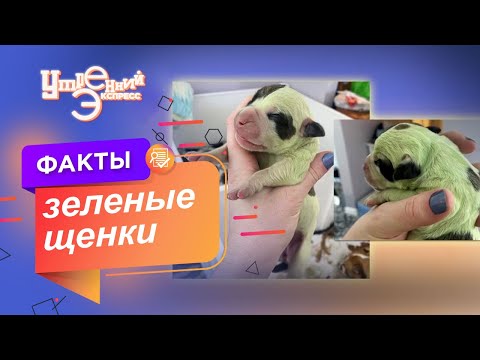 Откуда берутся зеленые щенки? Нарочно не придумаешь