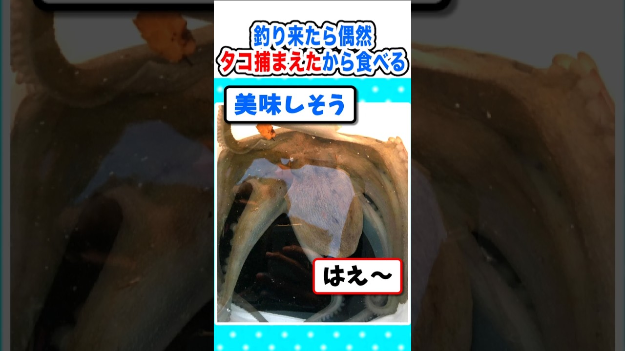【2ch面白いスレ】ワイ、タコを偶然捕獲したので調理して食べるｗ #2ch #5ch #なんj #飯テロ#料理