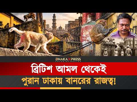পুরান ঢাকার বানর গ্যাং! বৃটিশ আমল থেকে যে দুই গ্রুপ কাঁপাত এলাকা!