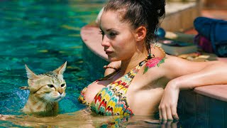 FUNNIEST ANIMALS VIDEO FUNNY CATS COMPILATION FUNNY CATS KITTEN VIDEOS CUTE KITTENS CATS