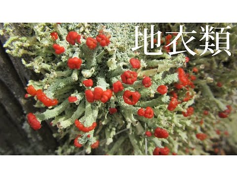 果樹のコケと地衣類：除去する必要がありますか?彼らの目標は何でしょうか？  庭園