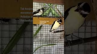 Download lagu Sepasang sikatan Emas Di kantang Penangkaran mp3 Download lagu Sepasang sikatan Emas Di kantang Penangkaran mp3