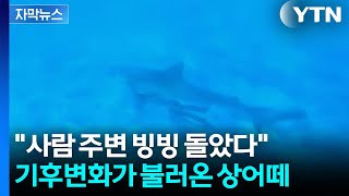 [자막뉴스] 제주 바다에 무슨 일이...사람 크기 상어 떼까지 나타났다 / YTN
