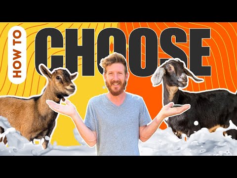 The Goat Showdown: Nubians vs. Nigerian Dwarfs