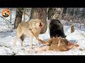 Most Ferocious Wolf Pack Attacks Ever Recorded In The Wild Wild Animals