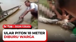 Download lagu Kerap Mangsa Ternak, Warga Tangkap Ular Piton Sepanjang Sepuluh Meter di Sumsel | Ragam Perkara mp3