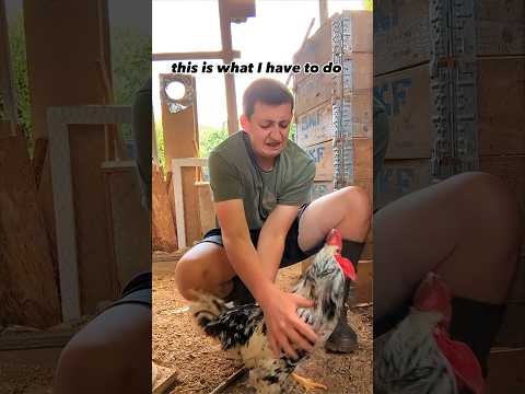 Crazy Mean Rooster Won't Stop Attacking Me!!