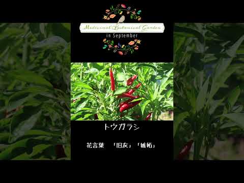 薬用植物園にて。（2024年9月）
