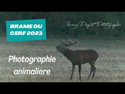 BRAME DU CERF 2023 - Photographie animalière
