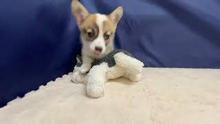 コーギーの動画01