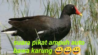 Download lagu suara pikat mandar memanggil teman mp3 Download lagu suara pikat mandar memanggil teman mp3