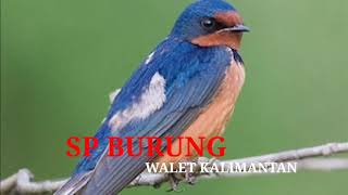 Download lagu SUARA BURUNG WALET KALIMANTAN MP3 | SP KUDA HITAM | WALET TV mp3 Download lagu SUARA BURUNG WALET KALIMANTAN MP3 | SP KUDA HITAM | WALET TV mp3