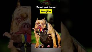 Download lagu Hidup tak seAnjing itu❗kata kata sindiran keras #sindiran #anjing #storywakekinian mp3 Download lagu Hidup tak seAnjing itu❗kata kata sindiran keras #sindiran #anjing #storywakekinian mp3