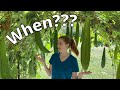 When Should I Harvest My Loofah Gourds? | How to Grow Loofahs Part 4
